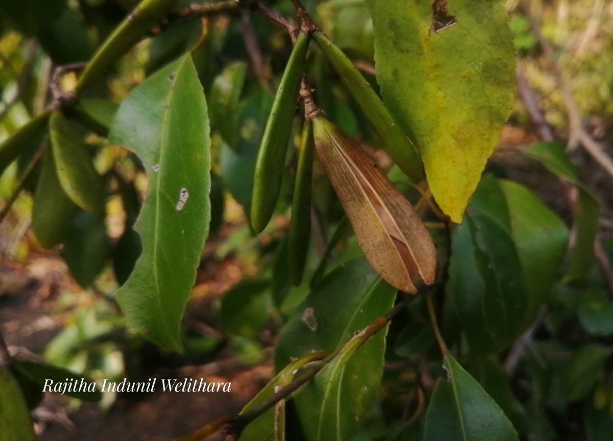 Reissantia indica (Willd.) N.Hallé